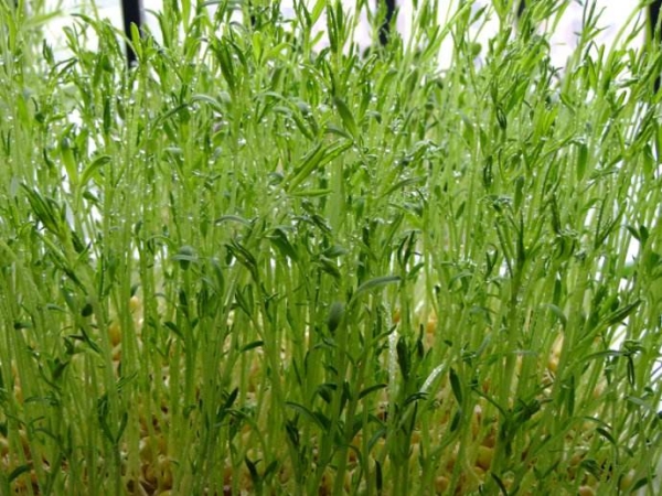 蕎麥芽（yá）苗菜批發