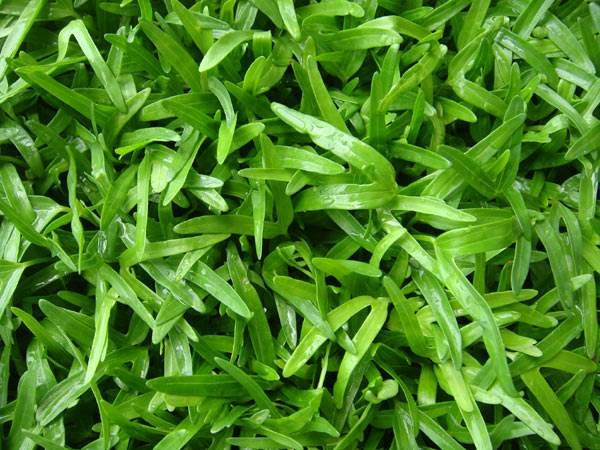 空心菜芽苗菜批發（fā）