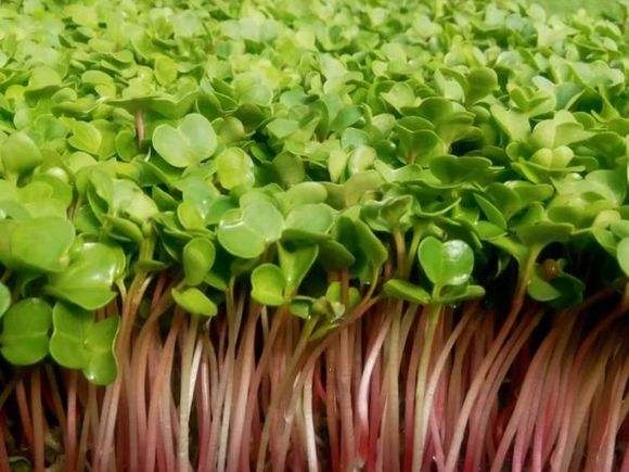 蘿卜芽苗（miáo）菜批（pī）發