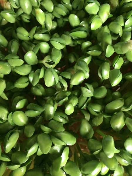 芽苗菜批發（fā）